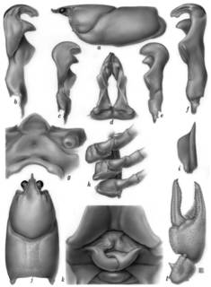 To NMNH Extant Collection (IZ Cambarus coosawattae USNM 148112, 148113, 148114)