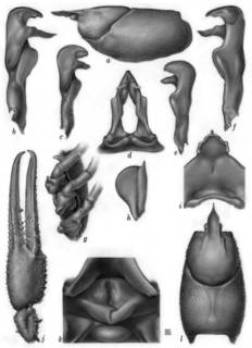 To NMNH Extant Collection (IZ Cambarus cryptodytes USNM unrecorded catalog number)