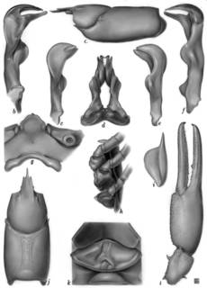 To NMNH Extant Collection (IZ Cambarus hamulatus USNM unrecorded catalog number)