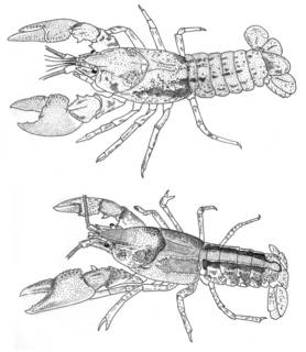 To NMNH Extant Collection (IZ Cambarus latimanus USNM unrecorded catalog number)