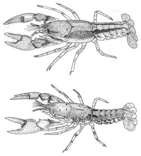 To NMNH Extant Collection (IZ Cambarus striatus USNM unrecorded catalog number)