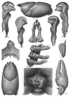 To NMNH Extant Collection (IZ Cambarus striatus USNM unrecorded catalog number)