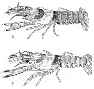 To NMNH Extant Collection (IZ Orconectes erichsonianus USNM unrecorded catalog number)