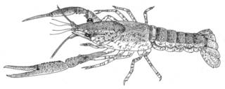 To NMNH Extant Collection (IZ Procambarus acutissimus USNM unrecorded catalog number)