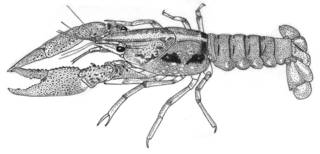 To NMNH Extant Collection (IZ Procambarus epicyrtus USNM unrecorded catalog number)