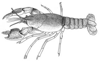 To NMNH Extant Collection (IZ Procambarus truculentus USNM unrecorded catalog number)