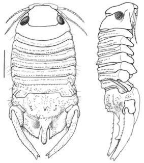 To NMNH Extant Collection (IZ Discerceis kensleyi)