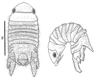 To NMNH Extant Collection (IZ Oxinasphaera tetrodon)