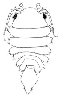 To NMNH Extant Collection (IZ Salvatiella islapascua)