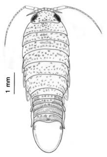 To NMNH Extant Collection (IZ Seychellana expansa USNM 252889)