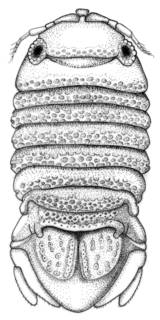 To NMNH Extant Collection (IZ Sphaeromopsis heardi)