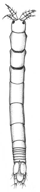 To NMNH Extant Collection (IZ Virganthura crassa)