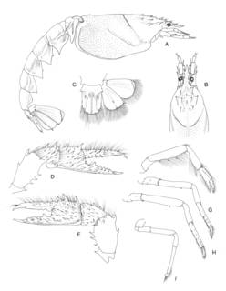 To NMNH Extant Collection (IZ Calaxius manningi NTOU H-1999-1-11)