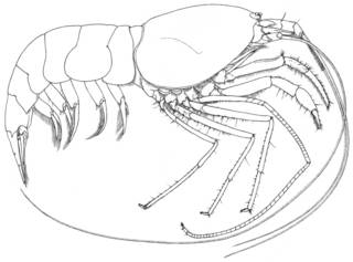 To NMNH Extant Collection (IZ Calliasmata rimolii USNM 151205)