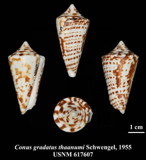 To NMNH Extant Collection (IZ MOL USNM 617607 Conus gradatus thaanumi Schwengel, 1955)