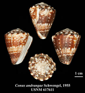 To NMNH Extant Collection (IZ MOL USNM 617611 Conus andrangae Schwengel, 1955 plate)