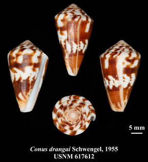 To NMNH Extant Collection (IZ MOL USNM 617612 Conus drangai Schwengel, 1955 plate)