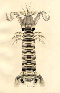 To NMNH Extant Collection (Acanthosquilla multifasciata)