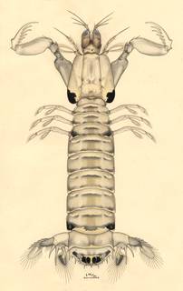 To NMNH Extant Collection (Acanthosquilla multifasciata)