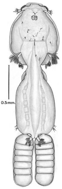 To NMNH Extant Collection (Caligus enormis; USNM 42263, 43593)