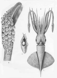 To NMNH Extant Collection (Cycloteuthis sirventi)