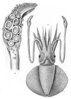 To NMNH Extant Collection (Discoteuthis discus; USNM 576214)