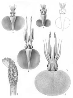 To NMNH Extant Collection (Discoteuthis laciniosa, Discoteuthis sp.; USNM 576214, USNM 727515, uncatalog)