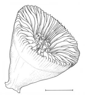 To NMNH Extant Collection (Gardineria antarctica ; USNM 47180)