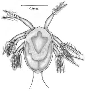 To NMNH Extant Collection (Hatschekia iridescens; USNM 42325)