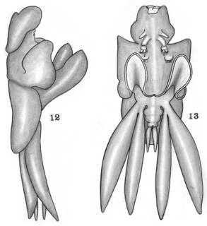 To NMNH Extant Collection (Lernanthropus caudatus; USNM 54061, 54062)