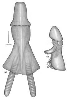 To NMNH Extant Collection (Lernanthropus chlamydotus; USNM 54063, 54064)