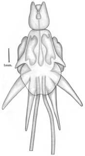 To NMNH Extant Collection (Lernanthropus giganteus; USNM 42277, 42282)