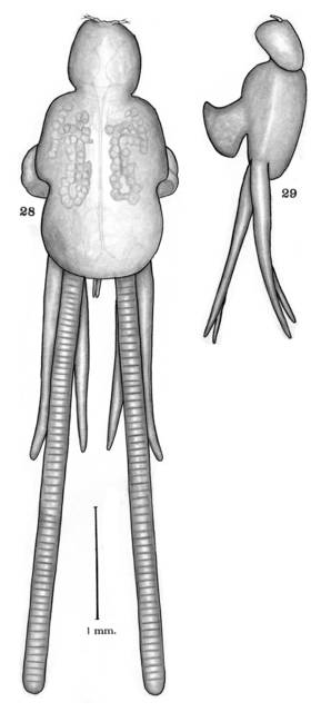 To NMNH Extant Collection (Lernanthropus leidyi; USNM 53572, 53573, 53574, 53575)