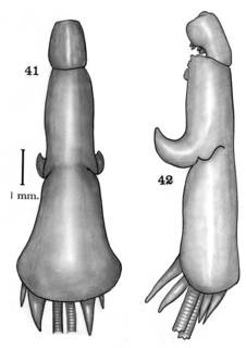 To NMNH Extant Collection (Lernanthropus paenulatus; USNM 54057, 54058)
