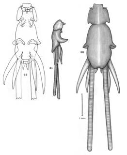 To NMNH Extant Collection (Lernanthropus rathbuni; USNM 54059)