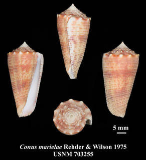 To NMNH Extant Collection (IZ MOL USNM 703255 Conus marielae Rehder & Wilson, 1975 plate)