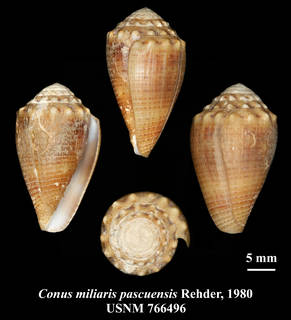 To NMNH Extant Collection (IZ MOL USNM 766496 Conus miliaris pascensis Rehder, 1980 plate)