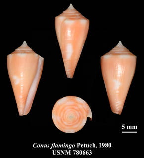 To NMNH Extant Collection (IZ MOL USNM 780663 Conus flamingo Petuch,1980 plate)