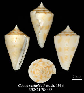 To NMNH Extant Collection (IZ MOL USNM 784468 Conus rachelae Petuch, 1988 plate)