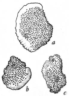 To NMNH Extant Collection (Plumarella adhaerans; USNM 29799)