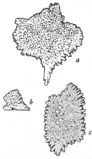To NMNH Extant Collection (Plumarella spicata; USNM 30050)