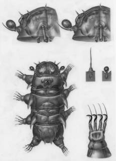 To NMNH Extant Collection (Renaudarctus psammocryptus; USNM 81200)