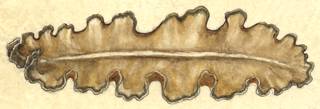 To NMNH Extant Collection (Simpliciplana marginata; USNM 19105)