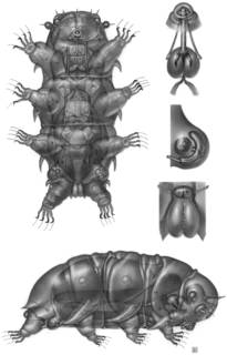 To NMNH Extant Collection (Renaudarctus psammocryptus; ZMC (Zoological Museum, Copenhagen))