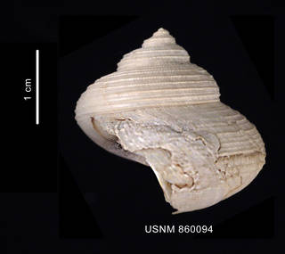 To NMNH Extant Collection (Falsimargarita georgiana Dell, 1990 holotype lateral view)