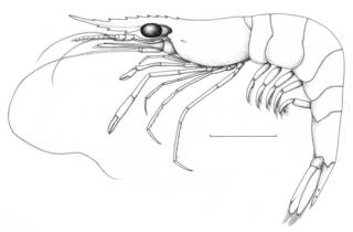 To NMNH Extant Collection (IZ Pseudopalaemon nigramnis INPA)