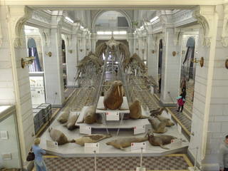 To NMNH Extant Collection (MMP STR 7772 Balaenoptera musculus mounted skeleton in St. Petersburg)