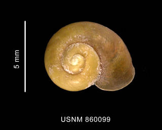 To NMNH Extant Collection (Laevilitorina labioflecta Dell, 1990, holotype, shell, apical view)