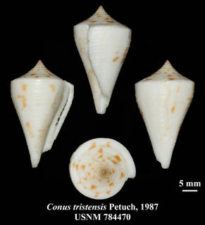 To NMNH Extant Collection (IZMOL USNM784470 Conus tristensis Petuch, 1987 plate)