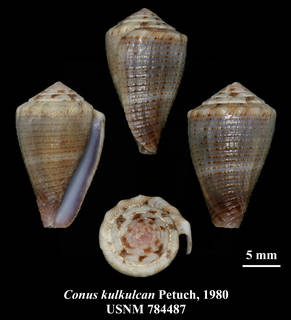 To NMNH Extant Collection (IZ MOL USNM 784487 Conus kulkulcan Petuch, 1980 plate)